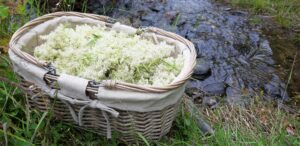 mjødurtsirup mjødurtsaft