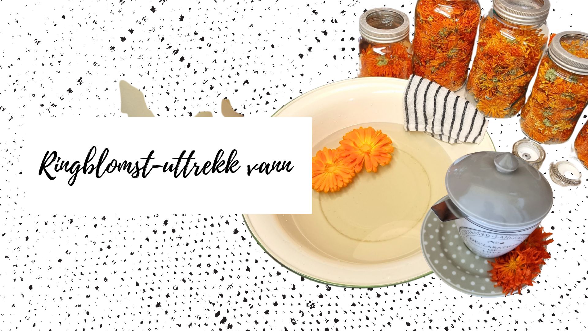 ringblomst uttrekk i vann